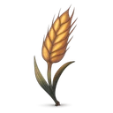Barley