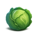 Cabbage