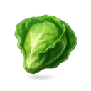 Lettuce
