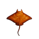 Manta Ray