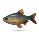 Minnow