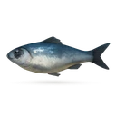 Raw Herring