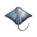 Raw Manta Ray
