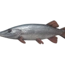 Raw Pike