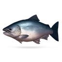 Raw Salmon