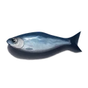 Raw Sardine