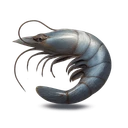 Raw Shrimp