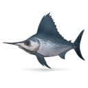 Raw Swordfish