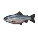 Raw Trout
