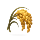 Rice Seeds