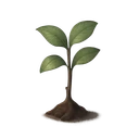 Sapling