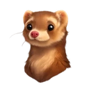 Pip the Ferret